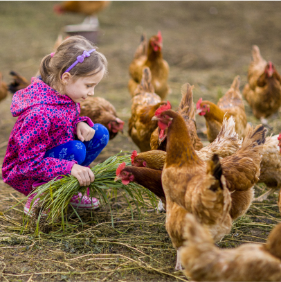 Découvrez notre élevage en plein air de poules pondeuses, nourries avec les céréales de l'exploitation à Faÿ lès Nemours - Seine et Marne (77)
